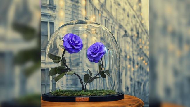 Diproduksi perusahaan bunga Forever Rose di London, mawar itu tak mudah layu dan tahan lama. Bunga itu juga tak harus disiram air atau kena sinar matahari.