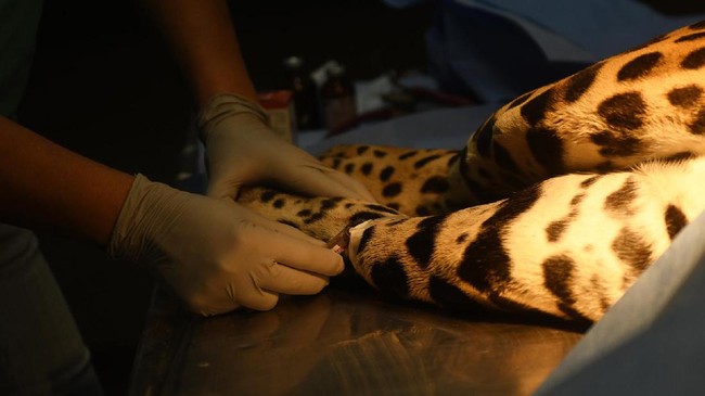 Operasi Tulang Untuk Jaguar Jantan Terakhir El Salvador