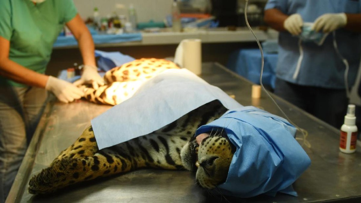 Operasi Tulang Untuk Jaguar Jantan Terakhir El Salvador