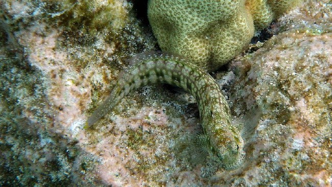 Ikan kecil ini punya teknik bertahan hidup yang aneh. Dia lebih memilih berada di darat ketimbang air. Kenapa?