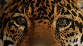 Operasi Tulang Untuk Jaguar Jantan Terakhir El Salvador
