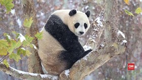 Ilmuwan Pecahkan Kode Mengapa Panda Berwarna Hitam Putih