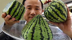 Membongkar Rahasia Buah Mewah Jepang Berharga Selangit