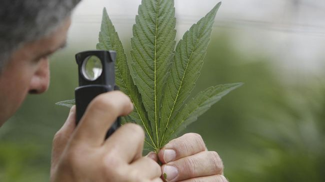 Studi terbaru yang dirilis AS mengungkapkan pemakai ganja berisiko tiga kali lebih besar terkena hipertensi dan berujung kematian.