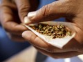 Terkait Ello, BNN Sebut Ada Dua Tipe Pengguna Ganja