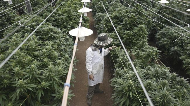 Kelonggaran hukum akan ganja meningkatkan jumlah penanaman kanabis secara mandiri oleh masyarakat Chile.