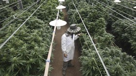 Warga Chile Mulai Tanam Ganja Medis Sendiri