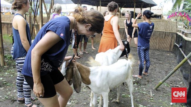 Kambing bukan hewan yang biasa diajak yoga. Namun kenyataannya hewan beraroma tak sedap ini bisa membantu menenangkan pikiran lewat yoga kambing.