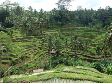 Rekomendasi Tempat di Ubud Bali Cocok untuk Healing