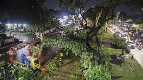 Sebanyak 187 Pohon di Jakarta Tumbang dalam Dua Pekan