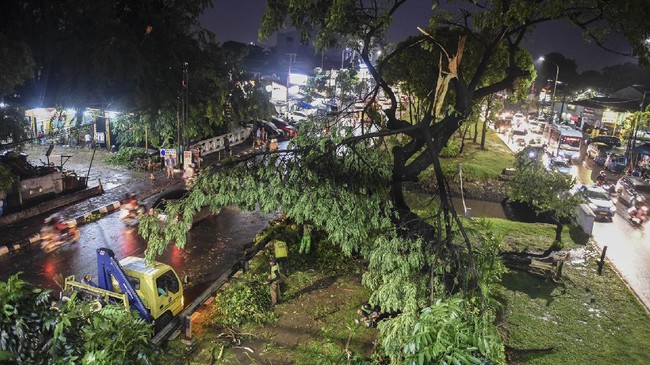 Plt Kepala Dinas Kehutanan Suzi Marsitawati mengatakan ratusan pohon di Jakarta tumbang karena sejumlah faktor, yakni angin kencang dan usia pohon.