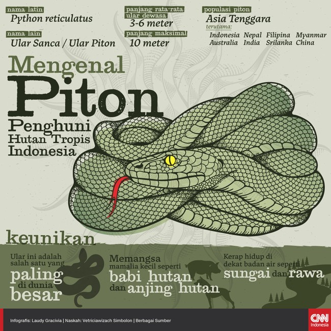 Sebagai penghuni daerah beriklim basah, ular piton sering ditemukan di Asia Tenggara dan terutama di Indonesia. Berikut sekilas ciri-ciri ular piton.