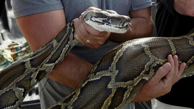 LIPI Ungkap Fakta Piton Raksasa Korban Karhutla Kalimantan