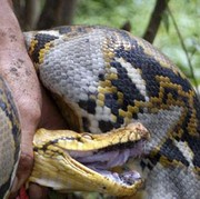 Melawan Gigitan Piton, Pria Filipina Gigit Balik Ular Sampai Mati