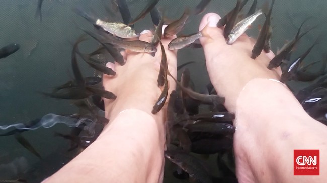 Ikan kecil-kecil yang kamu temukan di tempat-tempat terapi suka memakan kulit matimu. Yuk kenali lebih dekat ikan ini.