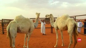 Kontes Kecantikan Unta Digelar di Arab Saudi