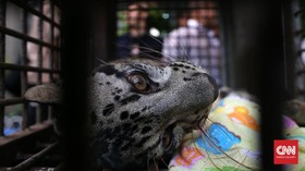 Perburuan Satwa Ilegal Ujung Kulon Libatkan Oknum Pamen Polri