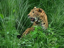 Sok Berani Manggil-manggil Macan Tutul, Benar-benar Dikejar Nangis
