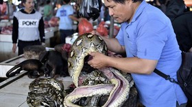 Pasar Tradisional Tomohon, Bukan Pasar Daging Sembarangan