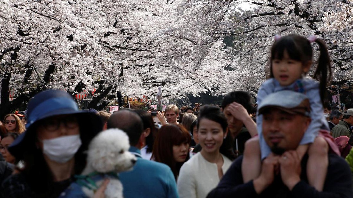 Keceriaan Jepang Sambut Musim Mekar Sakura
