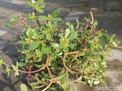 Daftar Makanan Tinggi Nutrisi yang Murah dan Mudah Didapat