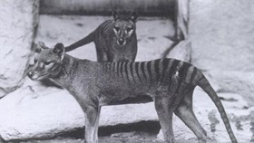 Benarkah Harimau Tasmania Tak Benar-Benar Punah?