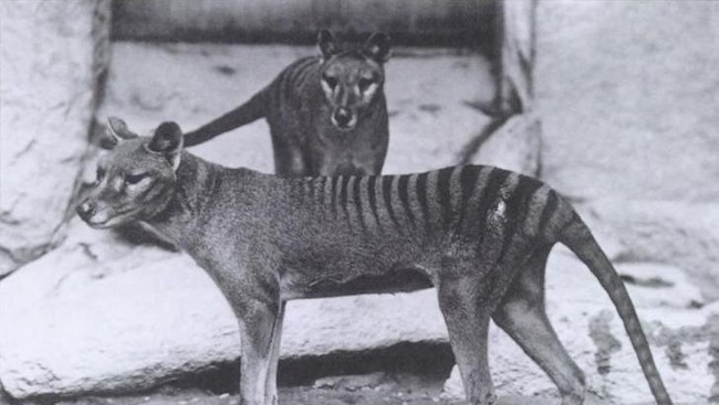 Baru-baru ini muncul dua laporan yang melihat penampakan Harimau Tasmania di alam liar. Apakah marsupial ini tak benar-benar punah?