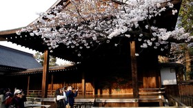Pilihan Tempat Melihat Bunga Sakura di Indonesia
