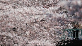 Keceriaan Jepang Sambut Musim Mekar Sakura