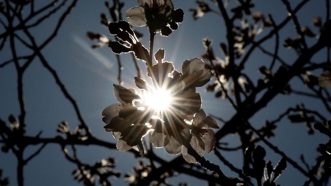 Keceriaan Jepang Sambut Musim Mekar Sakura