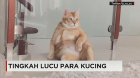 Tingkah Menggemaskan Para Kucing