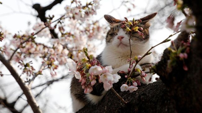 Jika berencana menikmati hanami di Jepang pada tahun ini, berikut adalah beberapa tempat yang pas untuk didatangi.