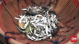 Hujan Ikan Teri di San Francisco: Berjatuhan dari Langit ke Atap Rumah