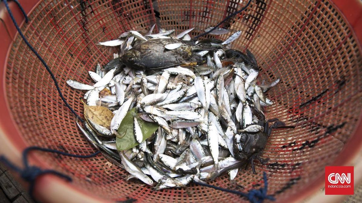 Makan 5 Ikan Sumber Kalsium Ini agar Tulang Kuat saat Menua