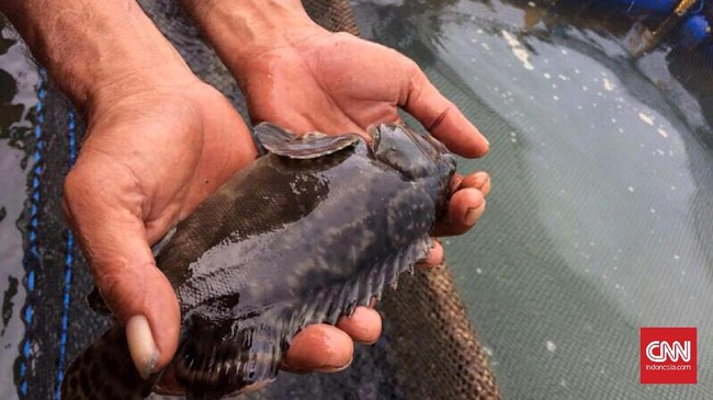 Perlu ada upaya pemulihan untuk meningkatkan populasi ikan kerapu dan kakap merah yang jumlahnya semakin berkurang.