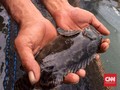 Populasi Ikan Kerapu dan Kakap Merah Terancam Habis
