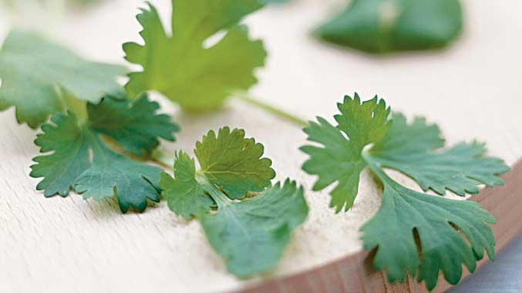 daun peterseli