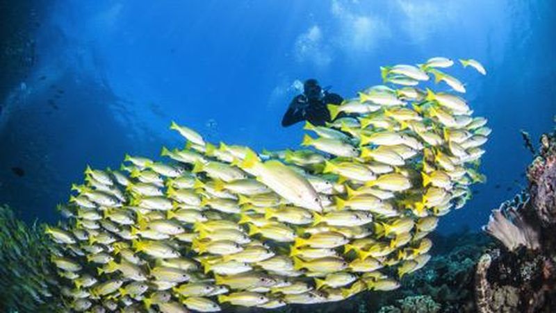 Kehebatan potensi wisata bahari Indonesia sudah diakui dunia melalui serentetan prestasi globalnya.
