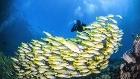 Bareng Para Penyelam, Indonesia Pamer Wisata Bahari di Tokyo