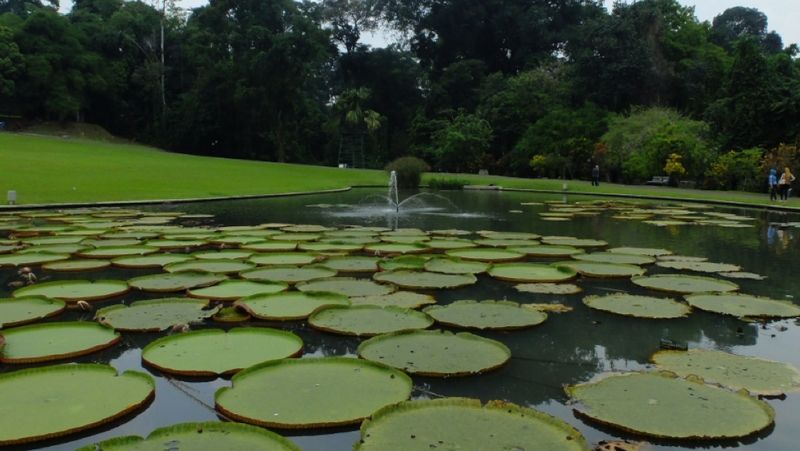 Sejak dibangun Gubernur Jenderal Hindia Belanda pada 1817, Kebun Raya Bogor masih menjadi salah satu tempat favorit para wisatawan.