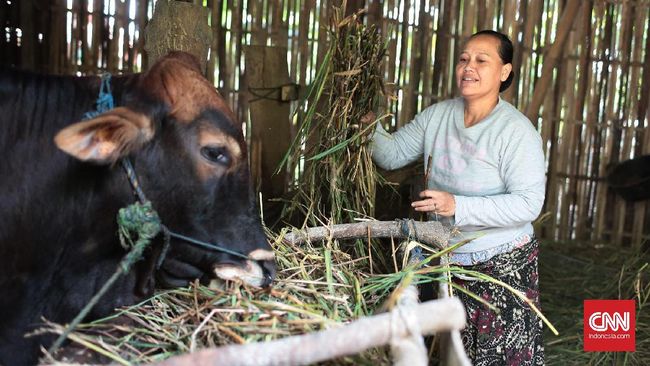 Di saat banyaknya pilihan hewan kurban seperti sapi dan kambing yang dijual, bagaimana memilih hewan kurban yang sehat dan sesuai syariat Islam?