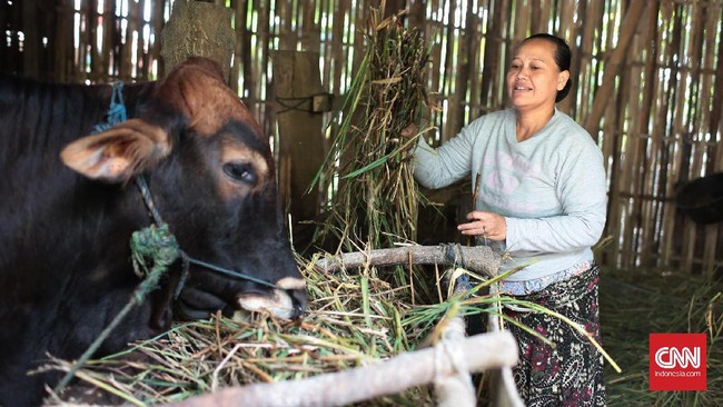 Sapi Gatot Kaca ini diperkirakan bisa memiliki bobot 1,5 ton hingga 2 ton dalam kurun waktu tiga hingga empat tahun.