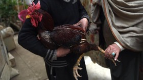 58 Orang Jadi Tersangka Kasus Judi Sabung Ayam di Bekasi