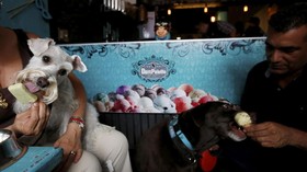 Kafe Es Krim Khusus Hewan Peliharaan Dibuka Di Meksiko