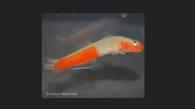 Selama empat tahun meneliti, peneliti menemukan tujuh ikan air tawar spesies baru yang habitatnya tersebar di Jawa, Bali, Sumatera, Sulawesi, dan Papua.
