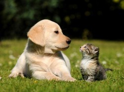 Sering Disebut Tidak Akur, Benarkah Kucing dan Anjing Bermusuhan?