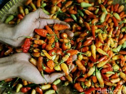 Sabar Bun, Harga Cabai Rawit Merah Turun tapi Sulit Balik ke Normal