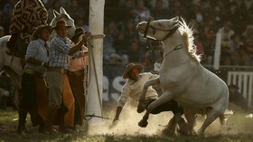 Uji Nyali Para Gaucho di Rodeo Criolla del Prado