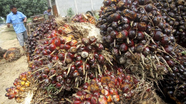 Petani mengeluh harga tandan buah segar (TBS) kelapa sawit turun hingga 50 persen setelah Presiden Jokowi melarang ekspor CPO.