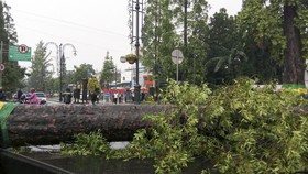 Pohon Tumbang Timpa Dua Mobil di Bandung